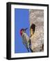 Red-Bellied Woodpecker, Everglades National Park, Florida, USA-Charles Sleicher-Framed Photographic Print