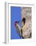 Red-Bellied Woodpecker, Everglades National Park, Florida, USA-Charles Sleicher-Framed Photographic Print