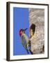 Red-Bellied Woodpecker, Everglades National Park, Florida, USA-Charles Sleicher-Framed Photographic Print