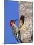 Red-Bellied Woodpecker, Everglades National Park, Florida, USA-Charles Sleicher-Mounted Photographic Print