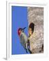 Red-Bellied Woodpecker, Everglades National Park, Florida, USA-Charles Sleicher-Framed Photographic Print