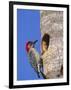 Red-Bellied Woodpecker, Everglades National Park, Florida, USA-Charles Sleicher-Framed Photographic Print