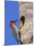 Red-Bellied Woodpecker, Everglades National Park, Florida, USA-Charles Sleicher-Mounted Photographic Print