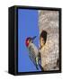 Red-Bellied Woodpecker, Everglades National Park, Florida, USA-Charles Sleicher-Framed Stretched Canvas