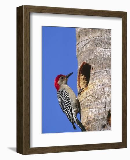 Red-Bellied Woodpecker, Everglades National Park, Florida, USA-Charles Sleicher-Framed Photographic Print