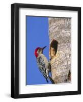 Red-Bellied Woodpecker, Everglades National Park, Florida, USA-Charles Sleicher-Framed Photographic Print