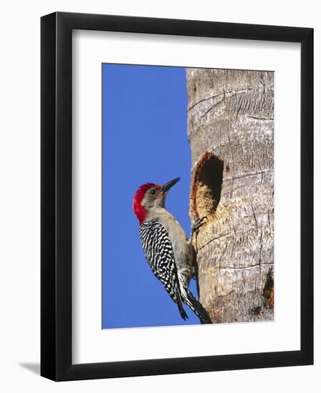 Red-Bellied Woodpecker, Everglades National Park, Florida, USA-Charles Sleicher-Framed Photographic Print