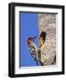 Red-Bellied Woodpecker, Everglades National Park, Florida, USA-Charles Sleicher-Framed Photographic Print