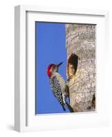 Red-Bellied Woodpecker, Everglades National Park, Florida, USA-Charles Sleicher-Framed Photographic Print