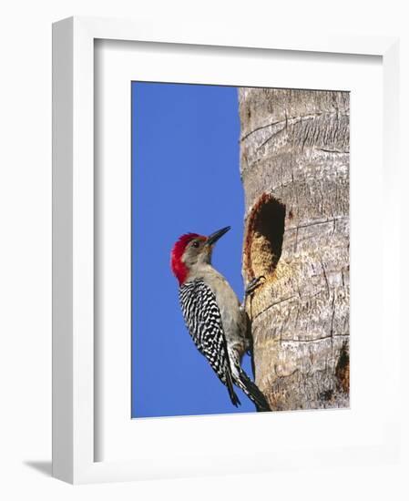 Red-Bellied Woodpecker, Everglades National Park, Florida, USA-Charles Sleicher-Framed Photographic Print