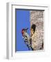 Red-Bellied Woodpecker, Everglades National Park, Florida, USA-Charles Sleicher-Framed Photographic Print