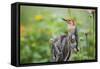 Red-Bellied Woodpecker Male in Flower Garden, Marion County, Il-Richard and Susan Day-Framed Stretched Canvas