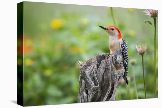 Red-Bellied Woodpecker Male in Flower Garden, Marion County, Il-Richard and Susan Day-Stretched Canvas