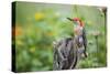 Red-Bellied Woodpecker Male in Flower Garden, Marion County, Il-Richard and Susan Day-Stretched Canvas