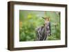 Red-Bellied Woodpecker Male in Flower Garden, Marion County, Il-Richard and Susan Day-Framed Photographic Print