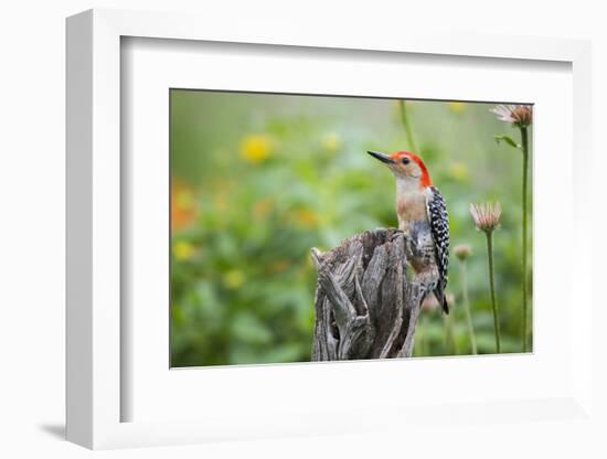 Red-Bellied Woodpecker Male in Flower Garden, Marion County, Il-Richard and Susan Day-Framed Photographic Print