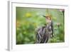 Red-Bellied Woodpecker Male in Flower Garden, Marion County, Il-Richard and Susan Day-Framed Photographic Print