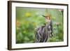 Red-Bellied Woodpecker Male in Flower Garden, Marion County, Il-Richard and Susan Day-Framed Photographic Print