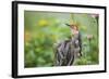 Red-Bellied Woodpecker Male in Flower Garden, Marion County, Il-Richard and Susan Day-Framed Photographic Print