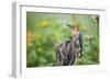 Red-Bellied Woodpecker Male in Flower Garden, Marion County, Il-Richard and Susan Day-Framed Photographic Print