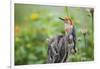 Red-Bellied Woodpecker Male in Flower Garden, Marion County, Il-Richard and Susan Day-Framed Photographic Print