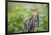 Red-Bellied Woodpecker Male in Flower Garden, Marion County, Il-Richard and Susan Day-Framed Photographic Print