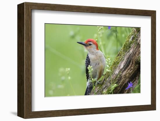 Red-Bellied Woodpecker Male in Flower Garden, Marion County, Illinois-Richard and Susan Day-Framed Photographic Print