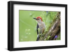 Red-Bellied Woodpecker Male in Flower Garden, Marion County, Illinois-Richard and Susan Day-Framed Photographic Print