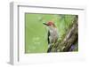 Red-Bellied Woodpecker Male in Flower Garden, Marion County, Illinois-Richard and Susan Day-Framed Photographic Print