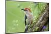 Red-Bellied Woodpecker Male in Flower Garden, Marion County, Illinois-Richard and Susan Day-Mounted Photographic Print