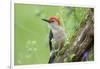 Red-Bellied Woodpecker Male in Flower Garden, Marion County, Illinois-Richard and Susan Day-Framed Photographic Print