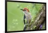 Red-Bellied Woodpecker Male in Flower Garden, Marion County, Illinois-Richard and Susan Day-Framed Photographic Print