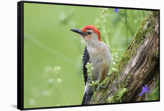 Red-Bellied Woodpecker Male in Flower Garden, Marion County, Illinois-Richard and Susan Day-Framed Stretched Canvas