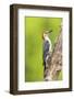 Red-bellied woodpecker male on dead tree, Marion County, Illinois.-Richard & Susan Day-Framed Photographic Print