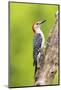 Red-bellied woodpecker male on dead tree, Marion County, Illinois.-Richard & Susan Day-Mounted Photographic Print