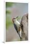 Red-Bellied Woodpecker, Mcleansville, North Carolina, USA-Gary Carter-Framed Premium Photographic Print