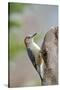 Red-Bellied Woodpecker, Mcleansville, North Carolina, USA-Gary Carter-Stretched Canvas