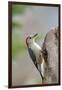 Red-Bellied Woodpecker, Mcleansville, North Carolina, USA-Gary Carter-Framed Photographic Print