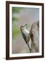 Red-Bellied Woodpecker, Mcleansville, North Carolina, USA-Gary Carter-Framed Photographic Print