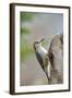 Red-Bellied Woodpecker, Mcleansville, North Carolina, USA-Gary Carter-Framed Photographic Print