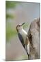 Red-Bellied Woodpecker, Mcleansville, North Carolina, USA-Gary Carter-Mounted Photographic Print