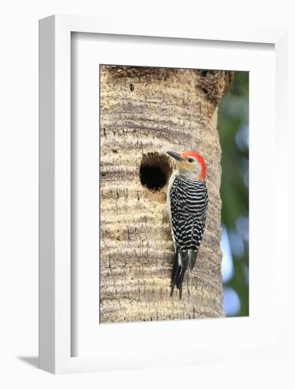 Red-bellied Woodpecker (Melanerpes carolinus) adult male, at nesthole in tree trunk, Florida, USA-Edward Myles-Framed Photographic Print