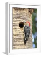 Red-bellied Woodpecker (Melanerpes carolinus) adult male, at nesthole in tree trunk, Florida, USA-Edward Myles-Framed Photographic Print