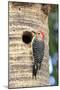 Red-bellied Woodpecker (Melanerpes carolinus) adult male, at nesthole in tree trunk, Florida, USA-Edward Myles-Mounted Photographic Print