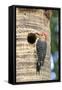 Red-bellied Woodpecker (Melanerpes carolinus) adult male, at nesthole in tree trunk, Florida, USA-Edward Myles-Framed Stretched Canvas