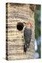 Red-bellied Woodpecker (Melanerpes carolinus) adult male, at nesthole in tree trunk, Florida, USA-Edward Myles-Stretched Canvas