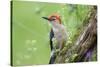 Red-bellied Woodpecker (Melanerpes carolinus) male in flower garden, Marion County, Illinois-Richard & Susan Day-Stretched Canvas