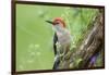 Red-bellied Woodpecker (Melanerpes carolinus) male in flower garden, Marion County, Illinois-Richard & Susan Day-Framed Photographic Print