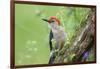 Red-bellied Woodpecker (Melanerpes carolinus) male in flower garden, Marion County, Illinois-Richard & Susan Day-Framed Photographic Print