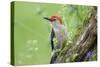 Red-bellied Woodpecker (Melanerpes carolinus) male in flower garden, Marion County, Illinois-Richard & Susan Day-Stretched Canvas